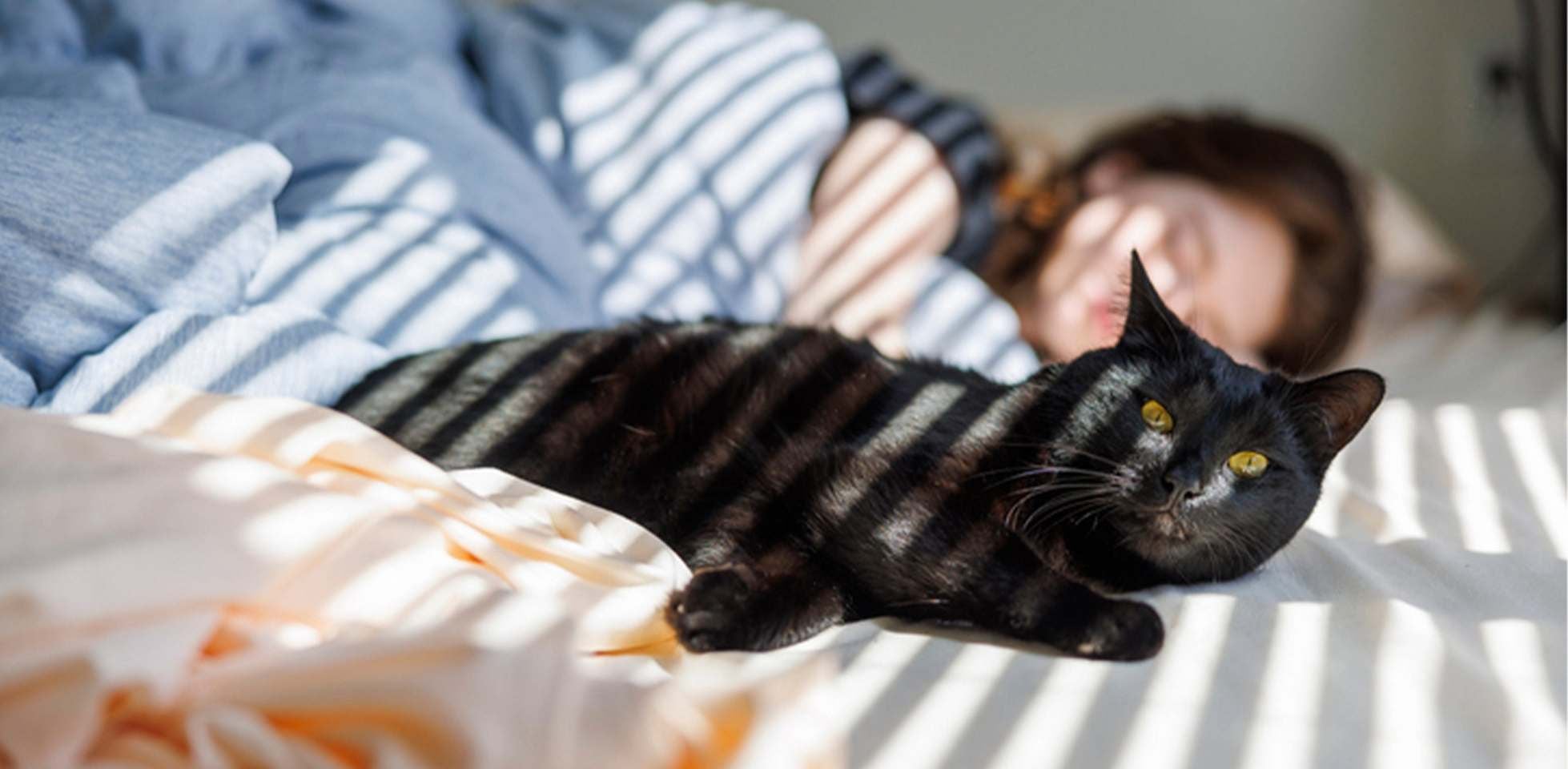Gato negro de ojos amarillo en acostado en la cama al lado de su tutora.