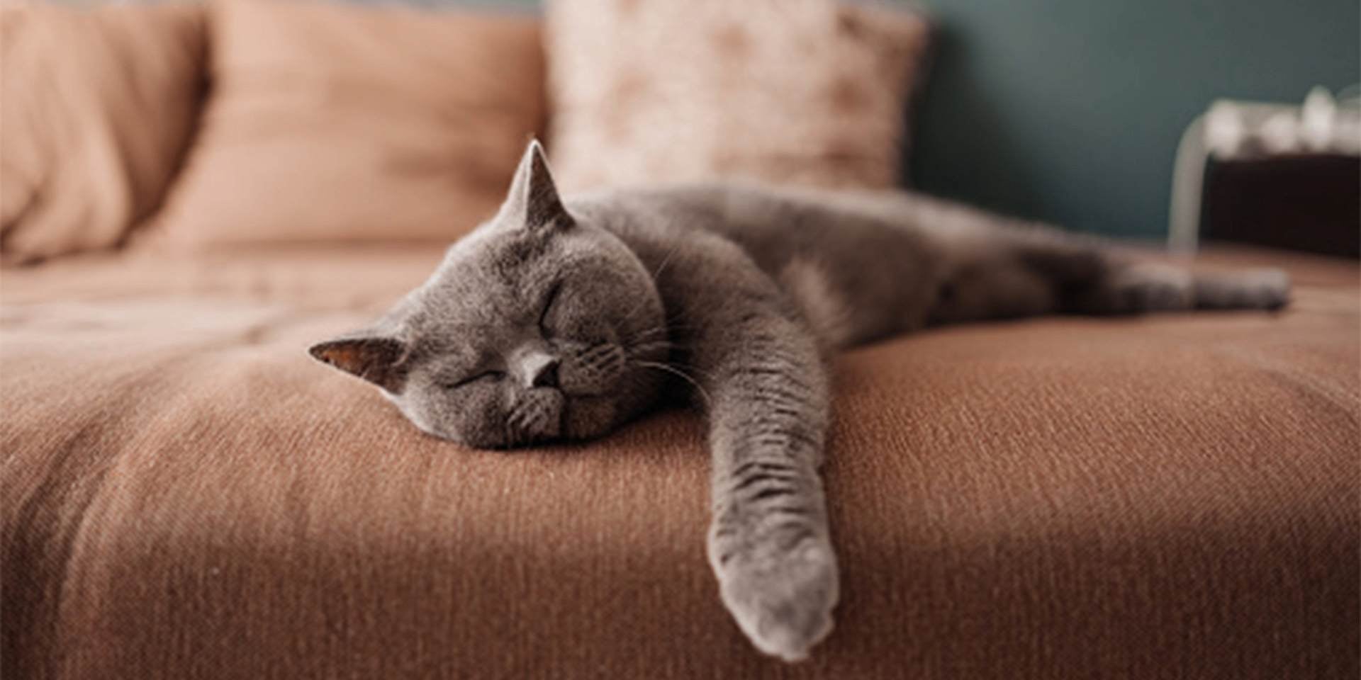 En general, los gatos roncan, pero los braquiocefálicos son más propensos a hacerlo. Michi durmiendo.