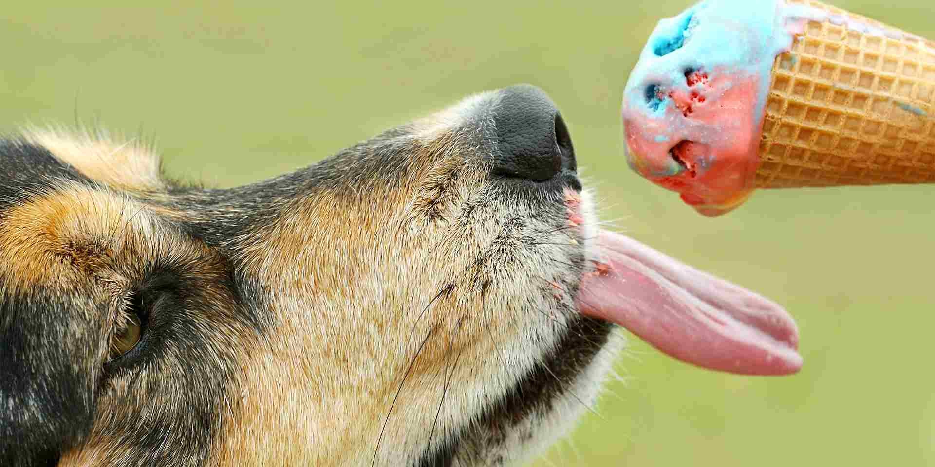 Los perros pueden comer helado - Prohibido Los perros pueden comer helado, pero sólo los específicos para ellos, como el de la imagen.