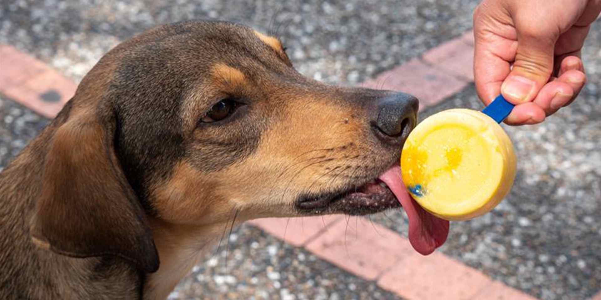 Los perros pueden comer helado - Tutor Los perros pueden comer helado, pero sólo con ingredientes adecuados. Tutor dando un premio a su mascota.