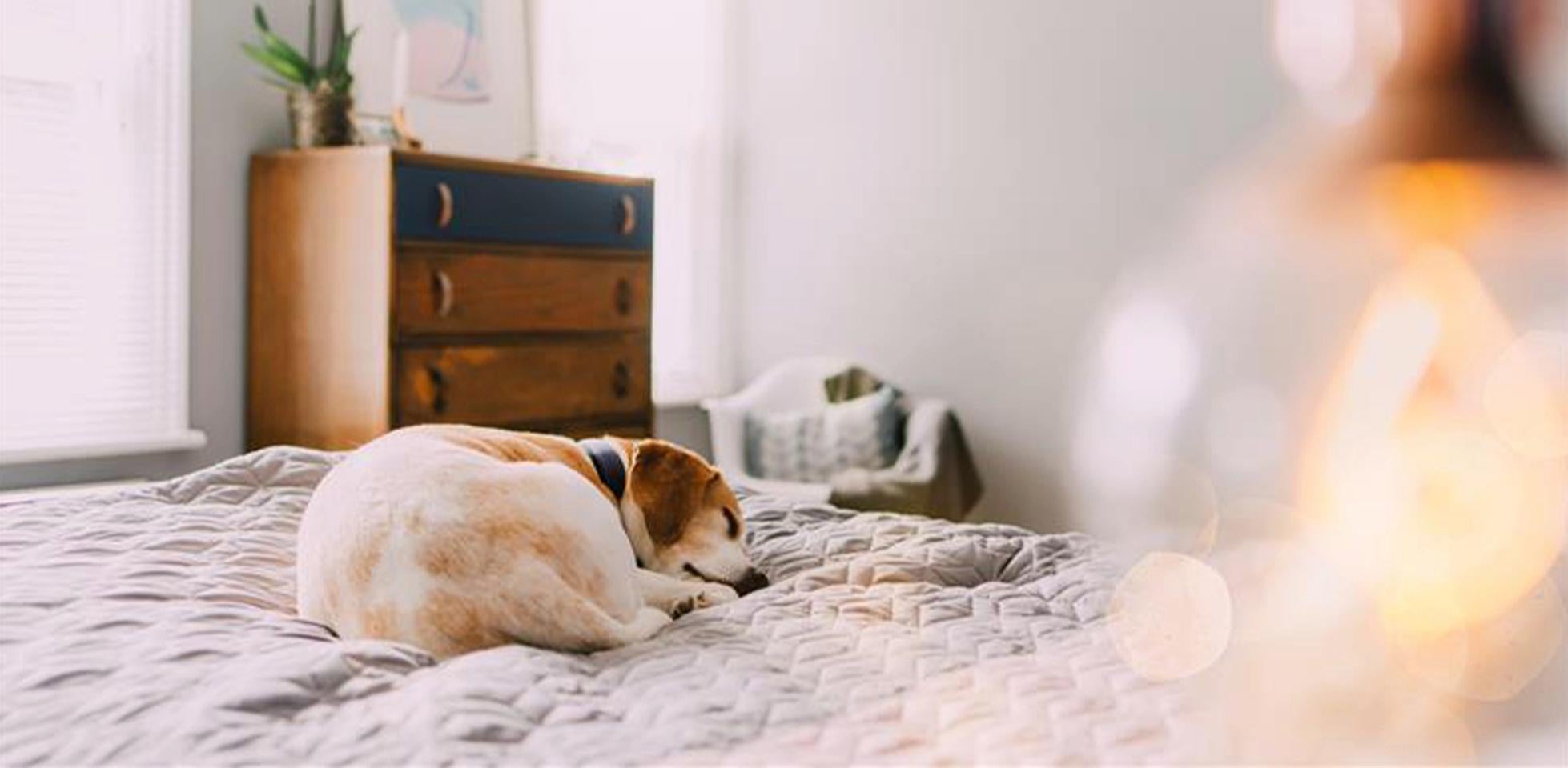 Perro durmiendo – Hábitos crepusculares. Los perros son de hábitos crepusculares, así que no es raro ver a un perro durmiendo a medianoche y a mediodía.