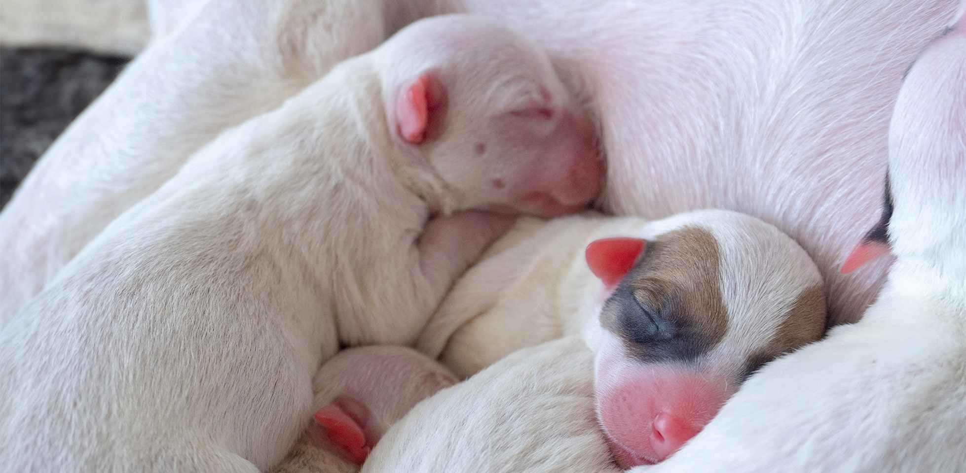 Perro durmiendo – Sueños de cachorros Los cachorros duermen mucho más pues necesitan crecer rápido. Perros recién nacidos durmiendo junto a su mamá.