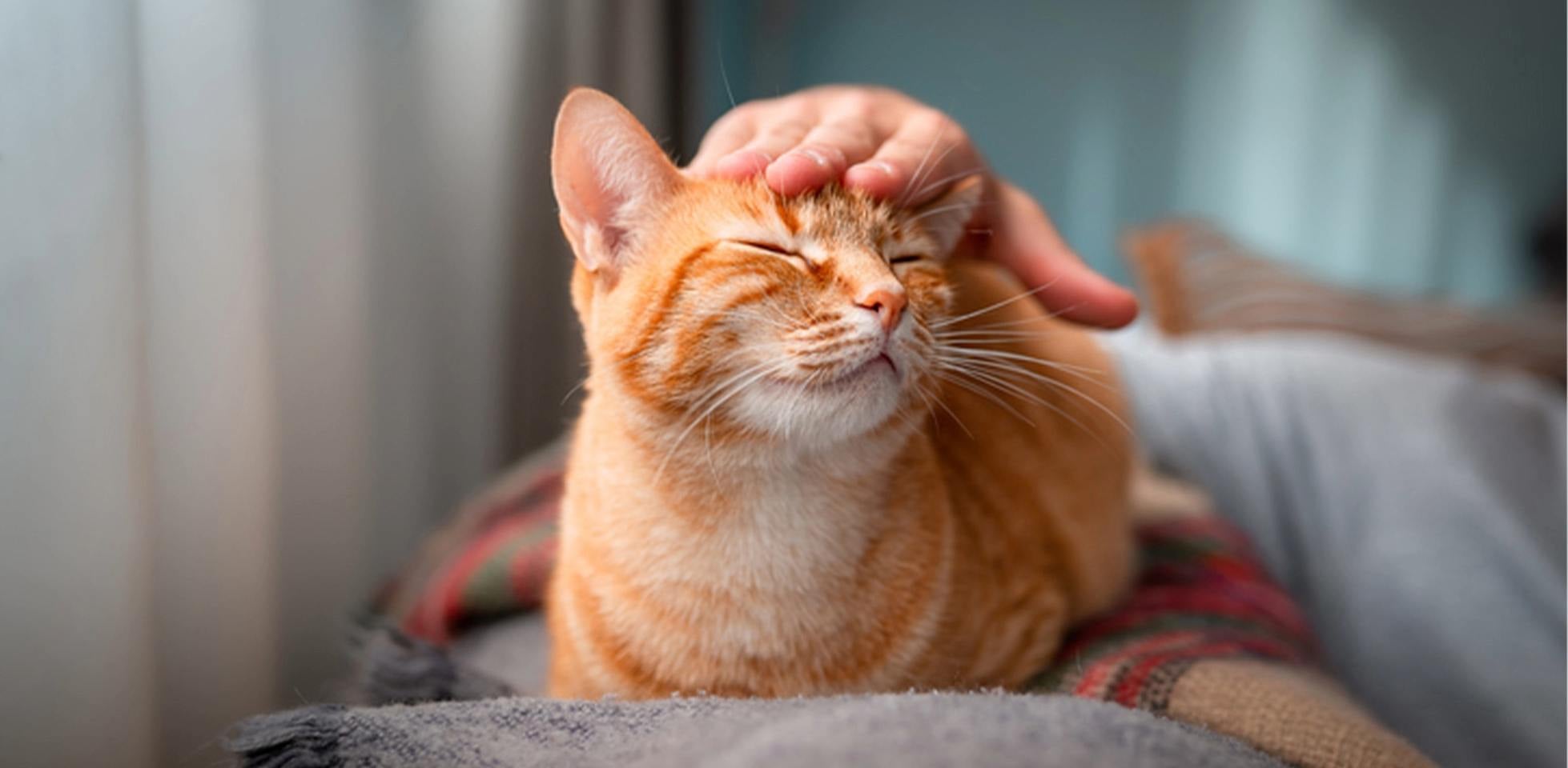 Por qué ronronean los gatos - mimos ¿Por qué ronronean los gatos? Este michi lo hace porque está feliz mientras su tutor lo acaricia.