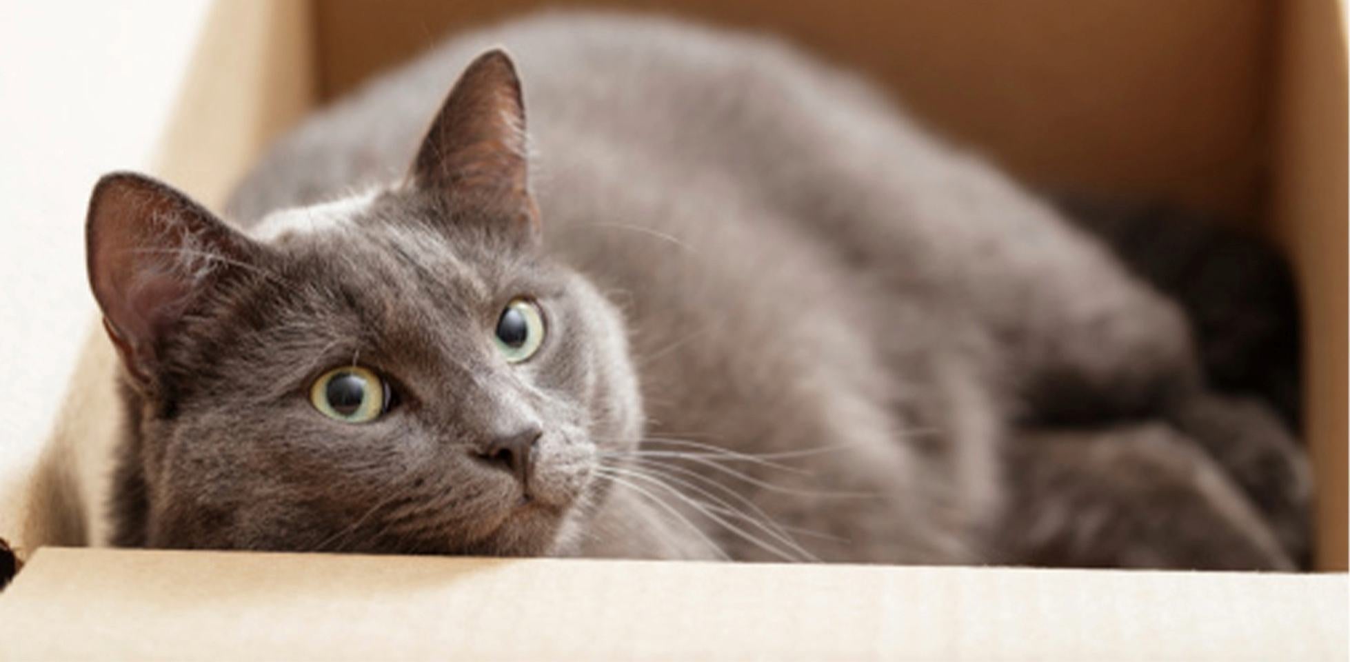 Por qué ronronean los gatos - Mitos y verdades Gato gris ronroneando dentro de una caja