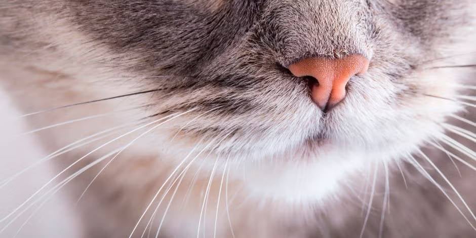 Bigotes de gato - Cerca Vista en primer plano de los bigotes de un gato.