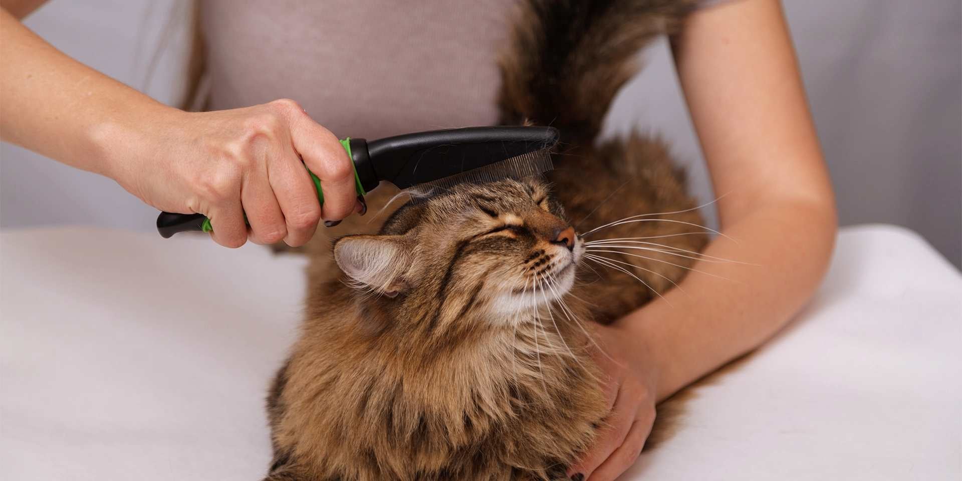 Bolas de pelo en gatos - Cepillado El cepillado es clave para prevenir los casos de bolas de pelo en gatos.
