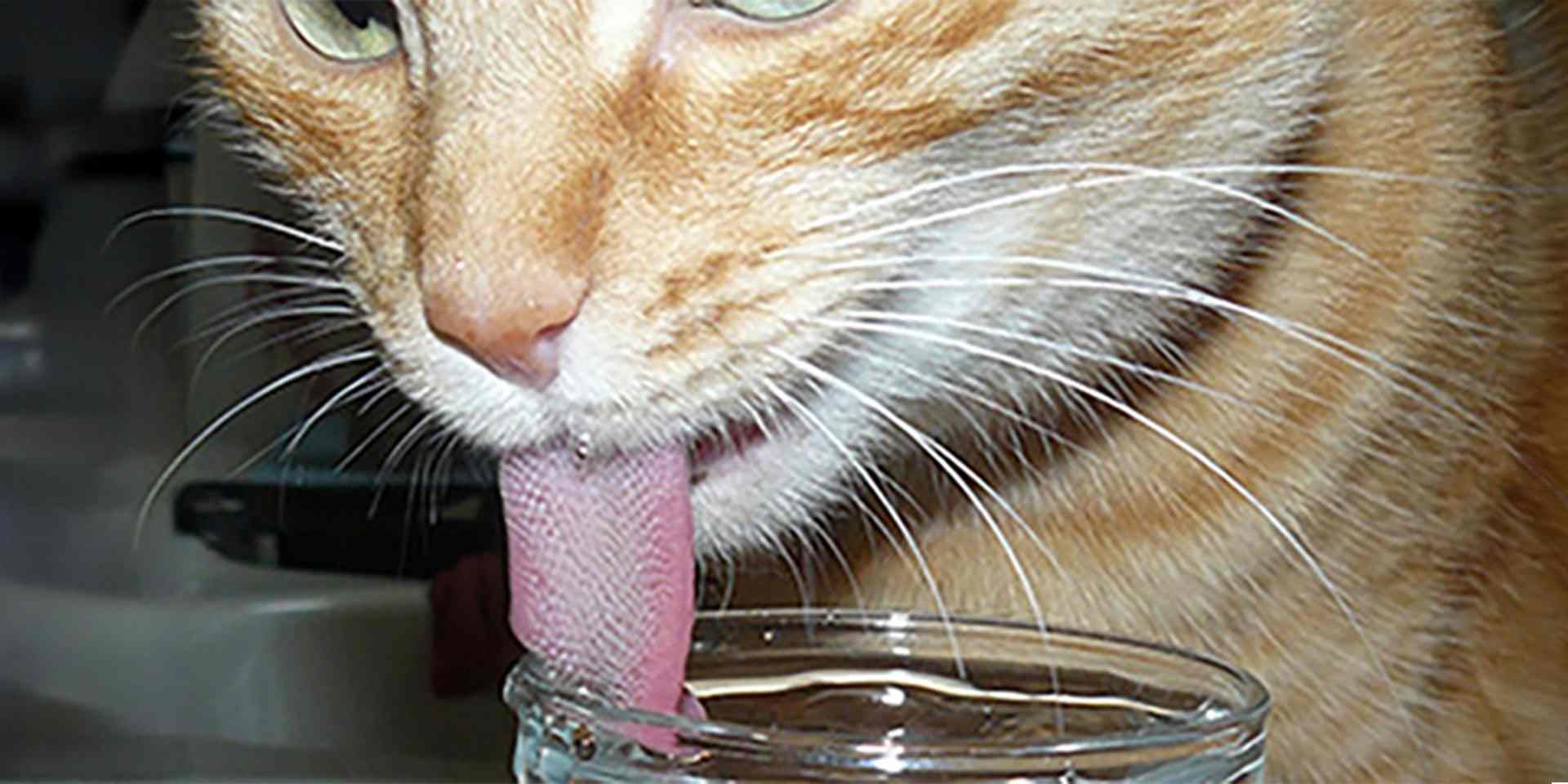 Bolas de pelo en gatos - Lengua La lengua de los gatos los ayuda a acicalarse, pero si ingiere mucho, podría resultar en bolas de pelo en gatos.