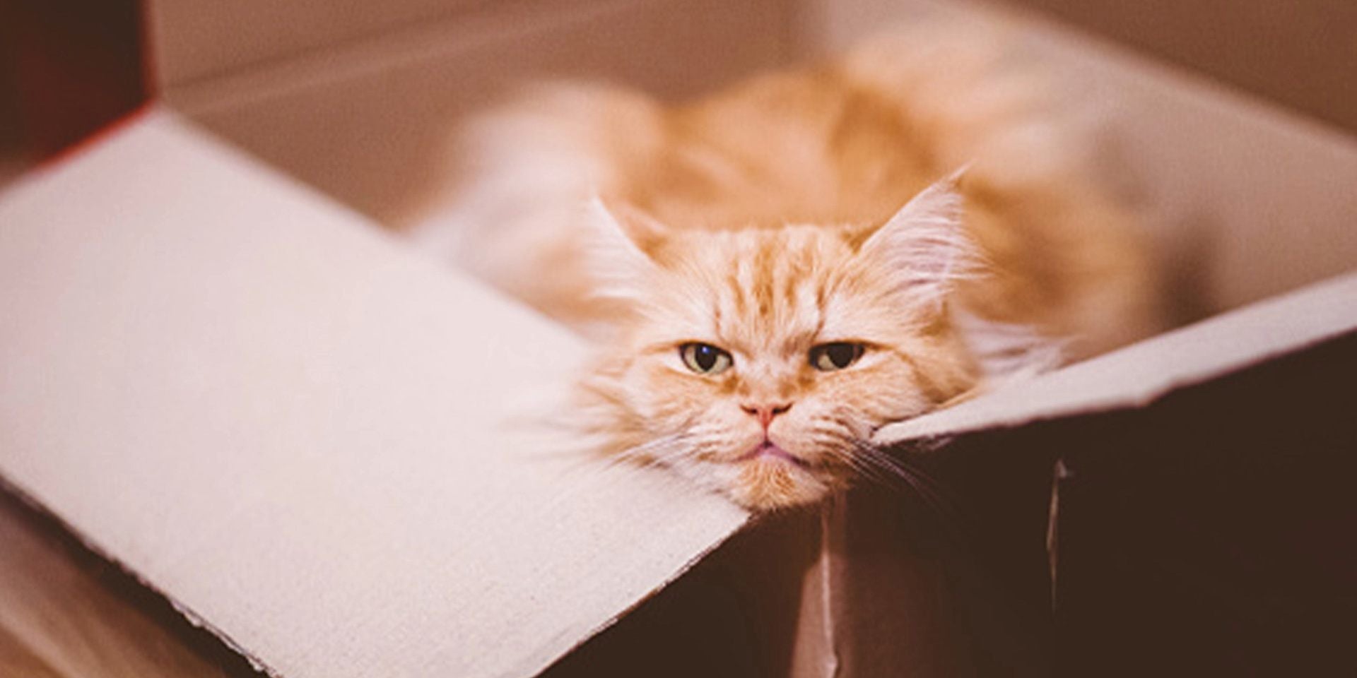 Bolas de pelo en gatos - Persa Las bolas de pelo son más propensas a presentarse en gatos persas, como el de la imagen.