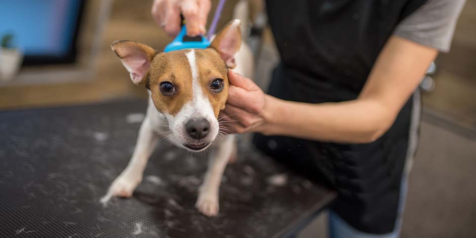 caspa en perros – Cepillado de Jack Russell El cepillado es clave para prevenir la caspa en perros, como sucede con este Jack Russell.