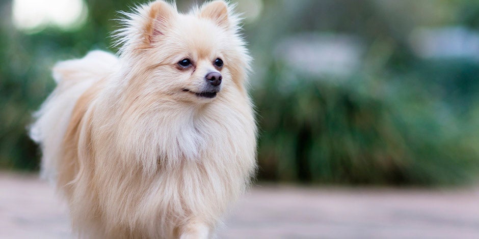caspa en perros - Pomerania La caspa en perros puede presentarse en cualquier can, sin importar si es peludo, como este pomerania, o no.