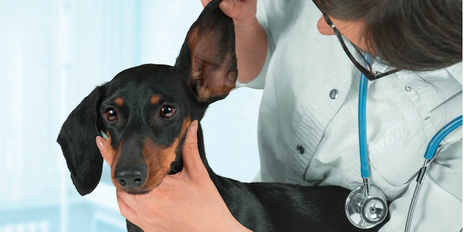 Cómo limpiar las orejas de mi perro - Dachshund Profesional de la salud viendo cómo limpiar las orejas de mi perro dachshund adecuadamente.