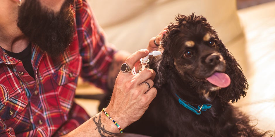 Cómo limpiar las orejas de mi perro - Limpiador Tutor que sabe cómo limpiar las orejas de un perro empleando un limpiador.