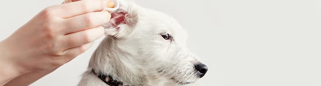 No te preguntes “¿cómo limpiar las orejas de mi perro?”, aprende acá y hazlo, como con este can blanco. 
