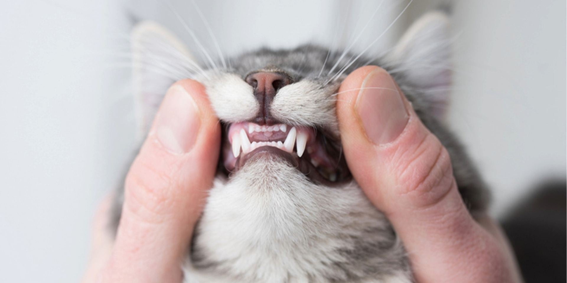 Dientes de gato – Dientes de leche Igual que nosotros, los michis tienen un proceso de dentición en el que mudan sus dientes de gato.