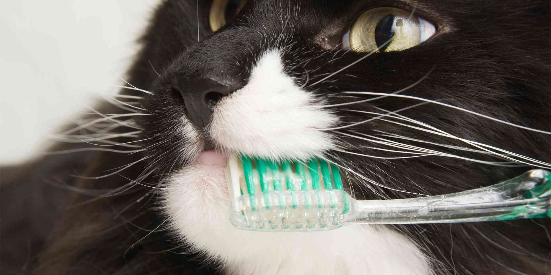 Dientes de gato – Limpieza y cepillado La limpieza de los dientes de gato es un proceso lento en el que el michi debe adaptarse. Cepillado dental.