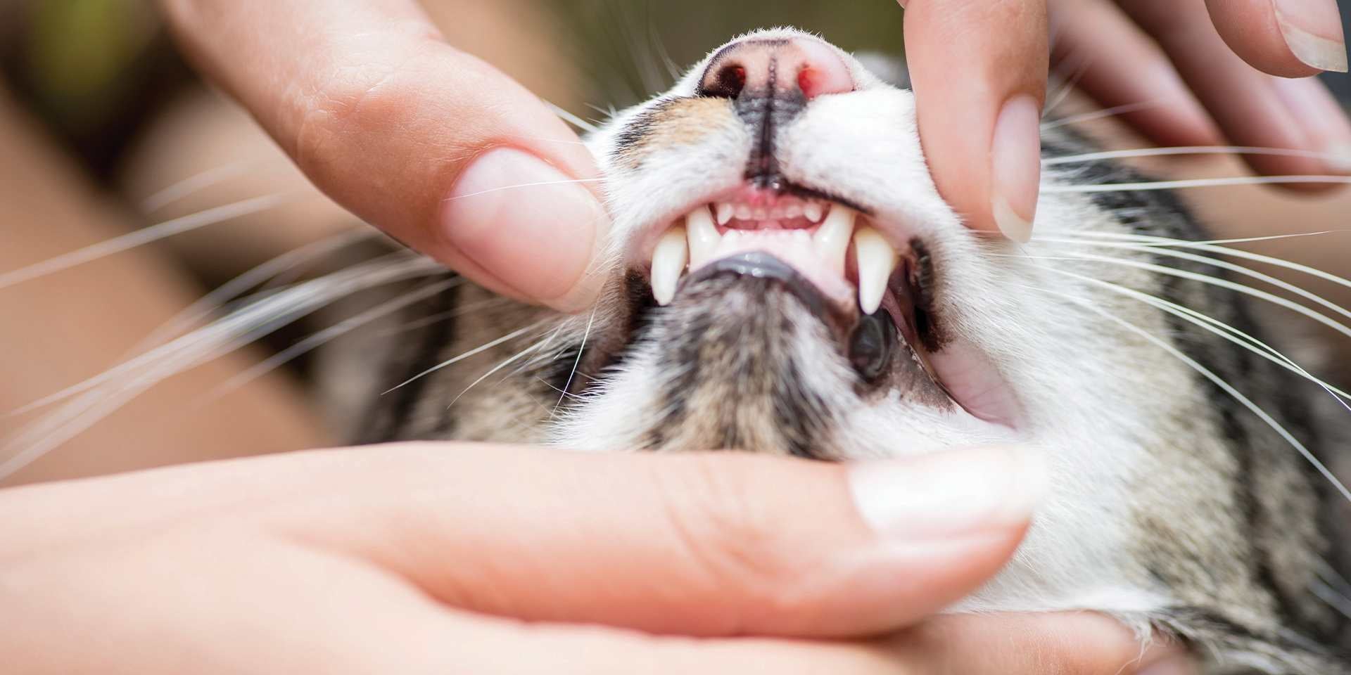 Dientes de gato – Revisión veterinaria Revisión veterinaria de los dientes de gato.