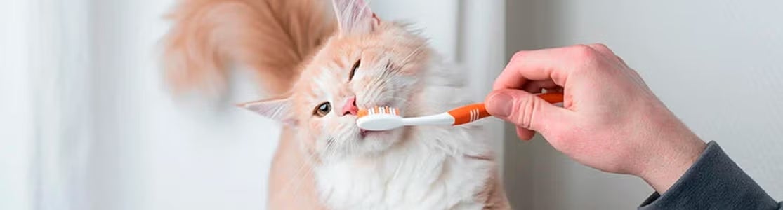 Los dientes de gato usualmente no presentan problemas, siempre y cuando los cuides adecuadamente. Cepillado.