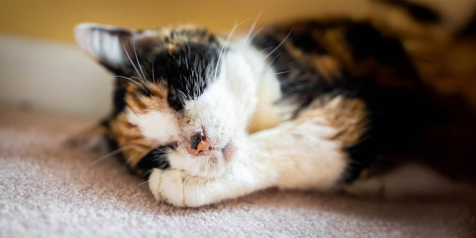 Fiebre en gatos- Letargo La fiebre en gatos puede producir michis cansados y dormilones, como esta gatita carey somnolienta.