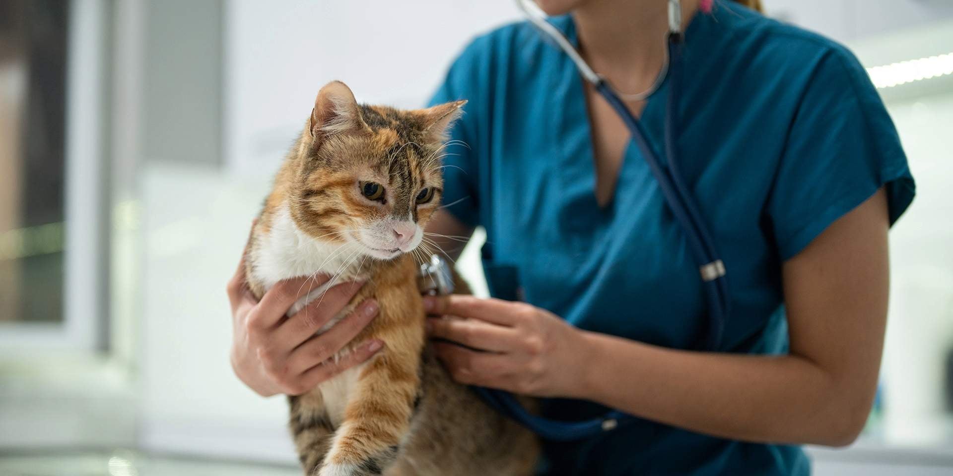 Fiebre en gatos- Veterinaria Veterinaria examinando a un michi para determinar un caso de fiebre en gatos.