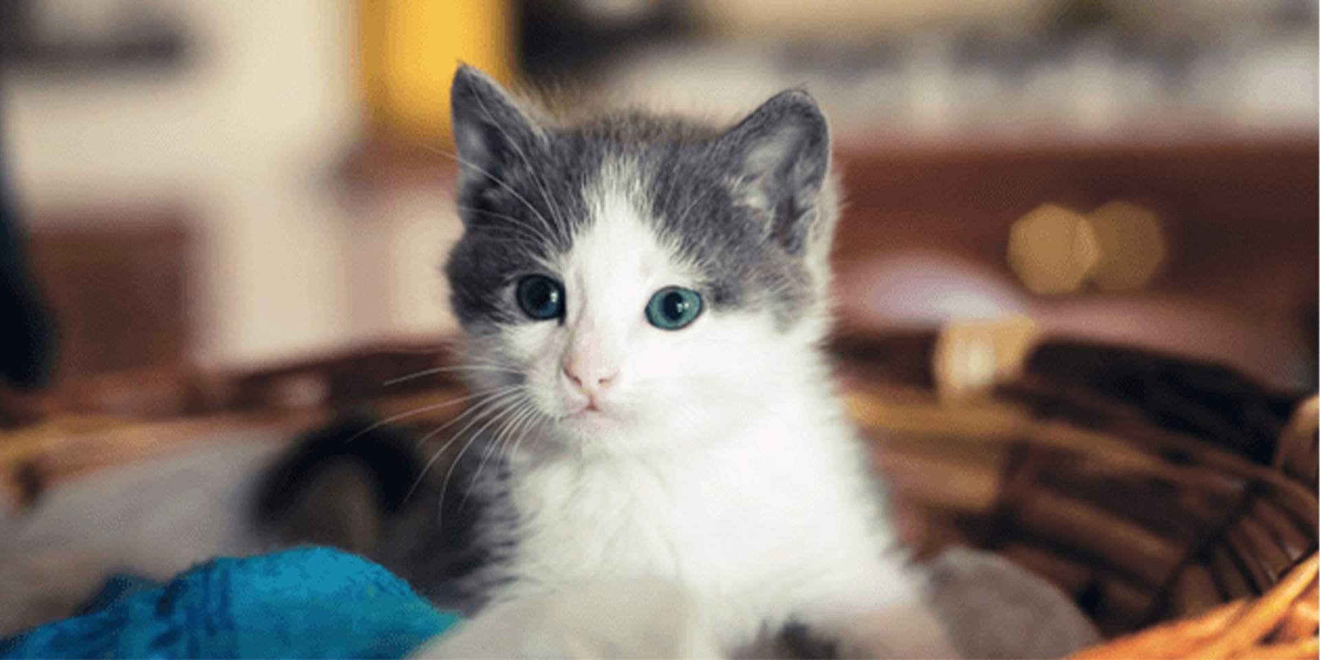 Un gato criollo bebé gris con blanco descansa en una canasta.
