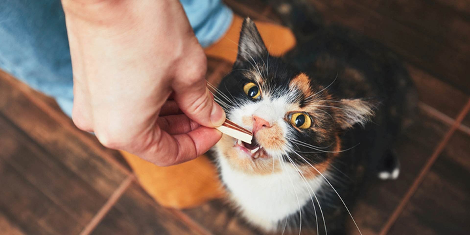 Descubre si los gatos pueden comer melón y algunas frutas y cuida su adecuada nutrición. 