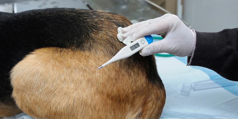 Mi perro tiene fiebre - Termómetro ¿Cómo saber si mi perro tiene fiebre? Usa un termómetro como en la imagen o valida con el veterinario.