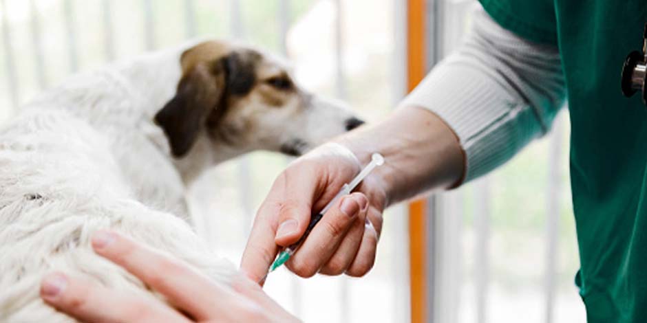 Mi perro tiene fiebre - Vacunación Vacunación de mascota. ¿Cómo saber si mi perro tiene fiebre?