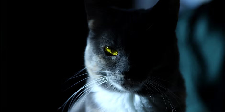 Los ojos de un gato le permiten ver en la oscuridad. Michi en la penumbra 