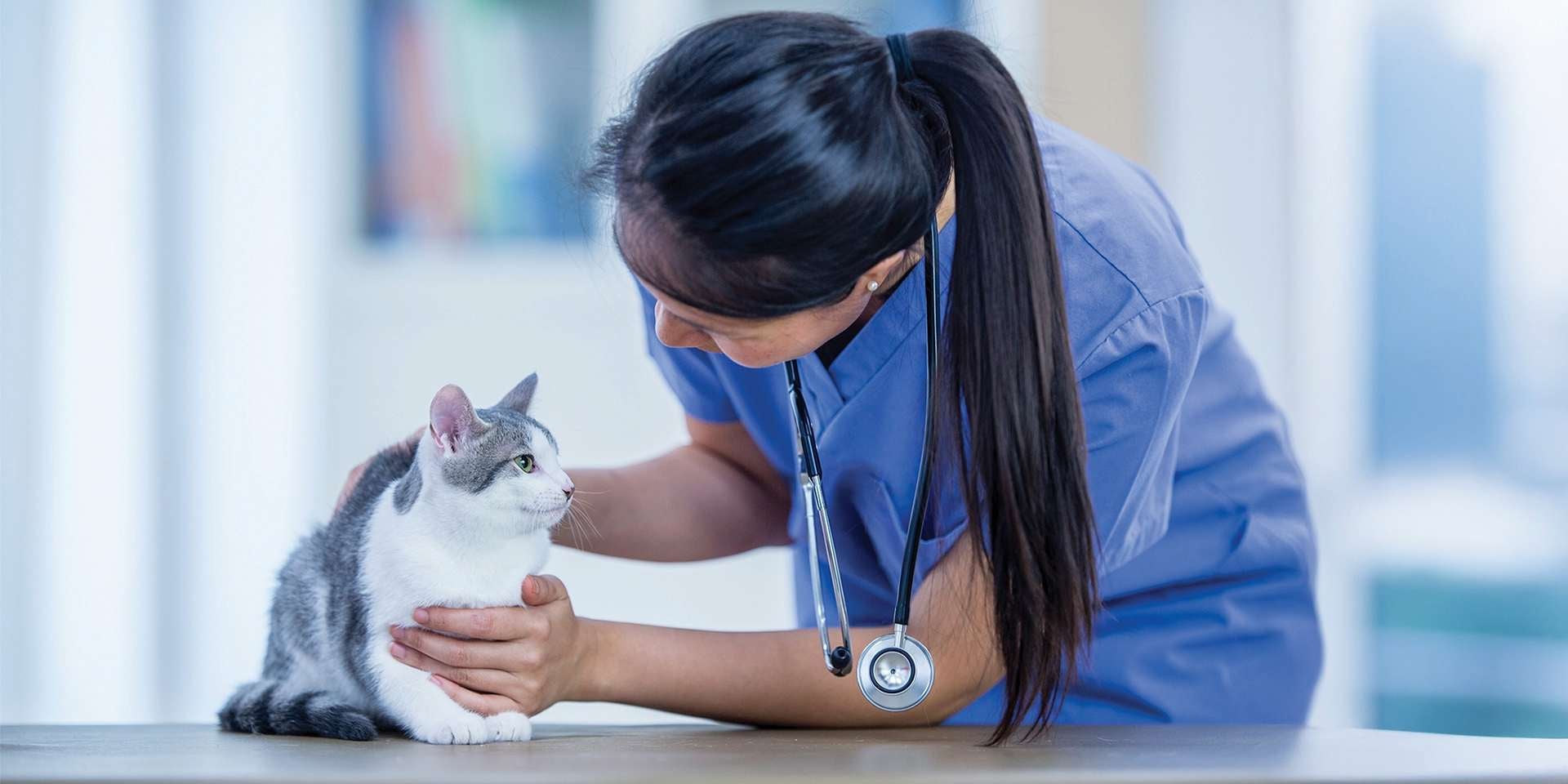 Veterinaria examinando los ojos de un gato. 