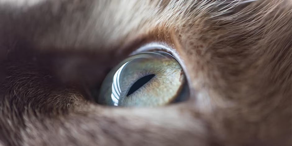 Acercamiento a uno de los ojos de un gato. 