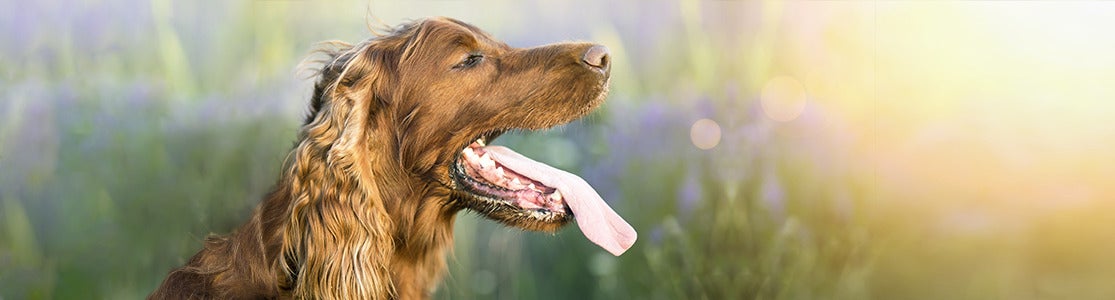 Por qué jadean los perros. Setter irlandés jadeando.