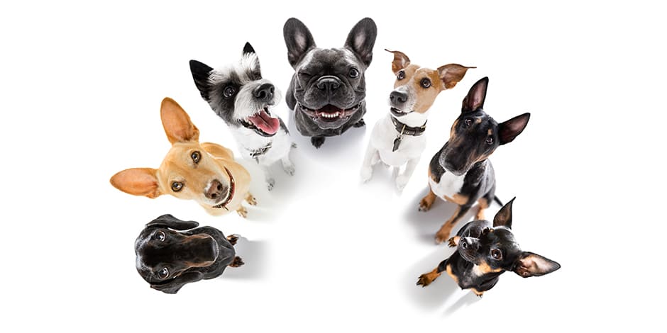 Si tu mascota tiene verrugas, evita que esté en el mismo lugar que otros perros: podría contagiarlos. 