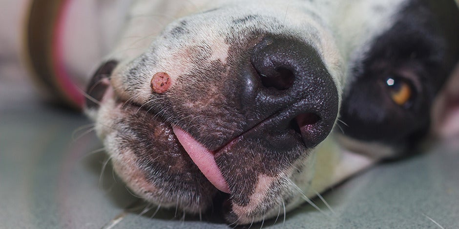 Caso de verrugas en perros en este bulldog blanco. 
