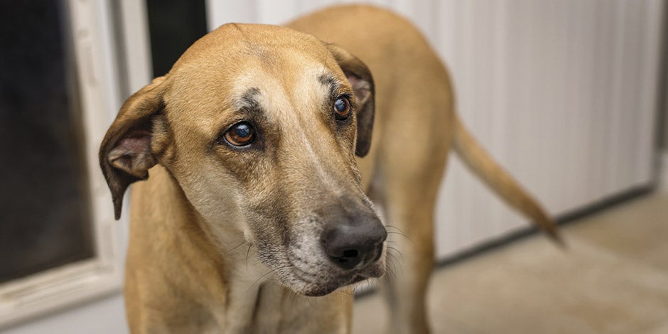 La comunicación es una de las muestras de para qué sirven los bigotes de los perros. Perrito triste.