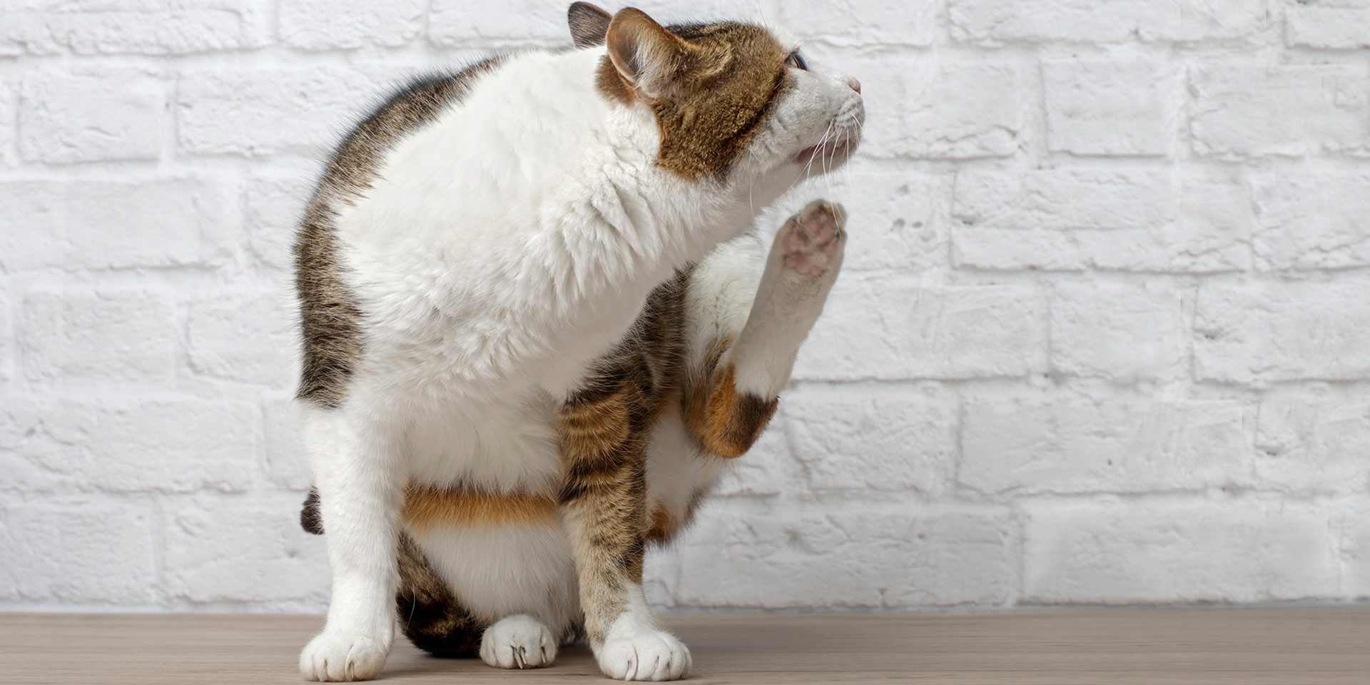 Aprende cada cuánto se desparasita un gato, para evitar que tenga comezón por pulgas u otros ectoparásitos.