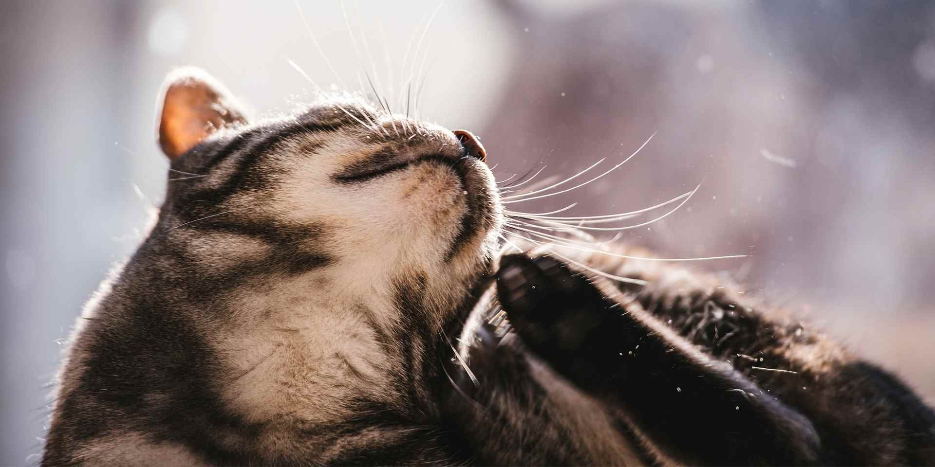 Michi rascándose. Descubre cada cuánto se desparasita un gato y evita que tenga comezón por ectoparásitos.