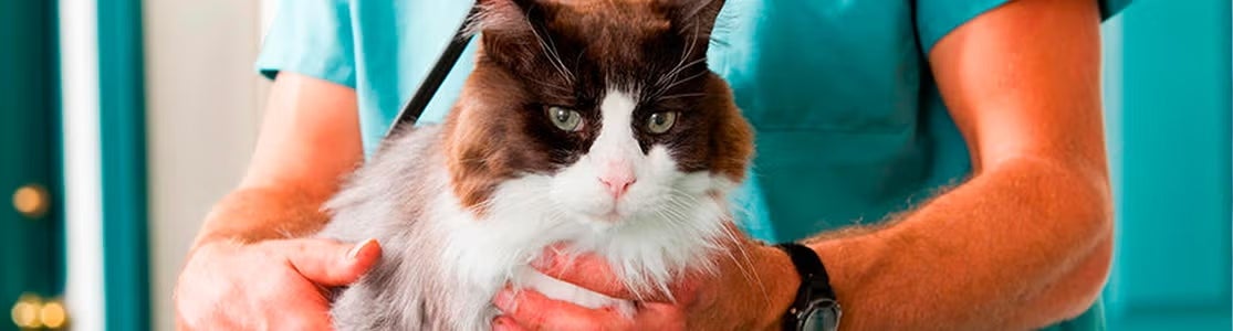 Cada cuánto se desparasita un gato.