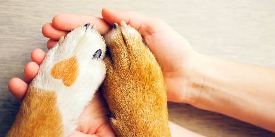 Pata de perro con un corazón. Procura los mejores cuidados para prevenir cualquier cardiopatía en perros.