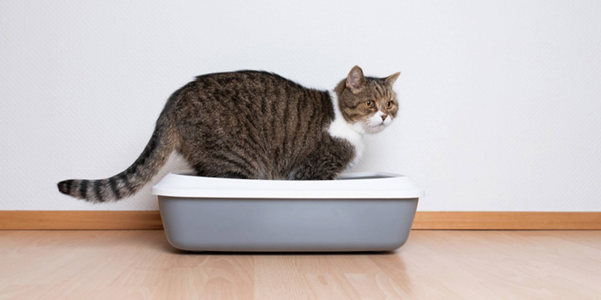 ¿Cómo enseñar a un gato a usar el arenero?