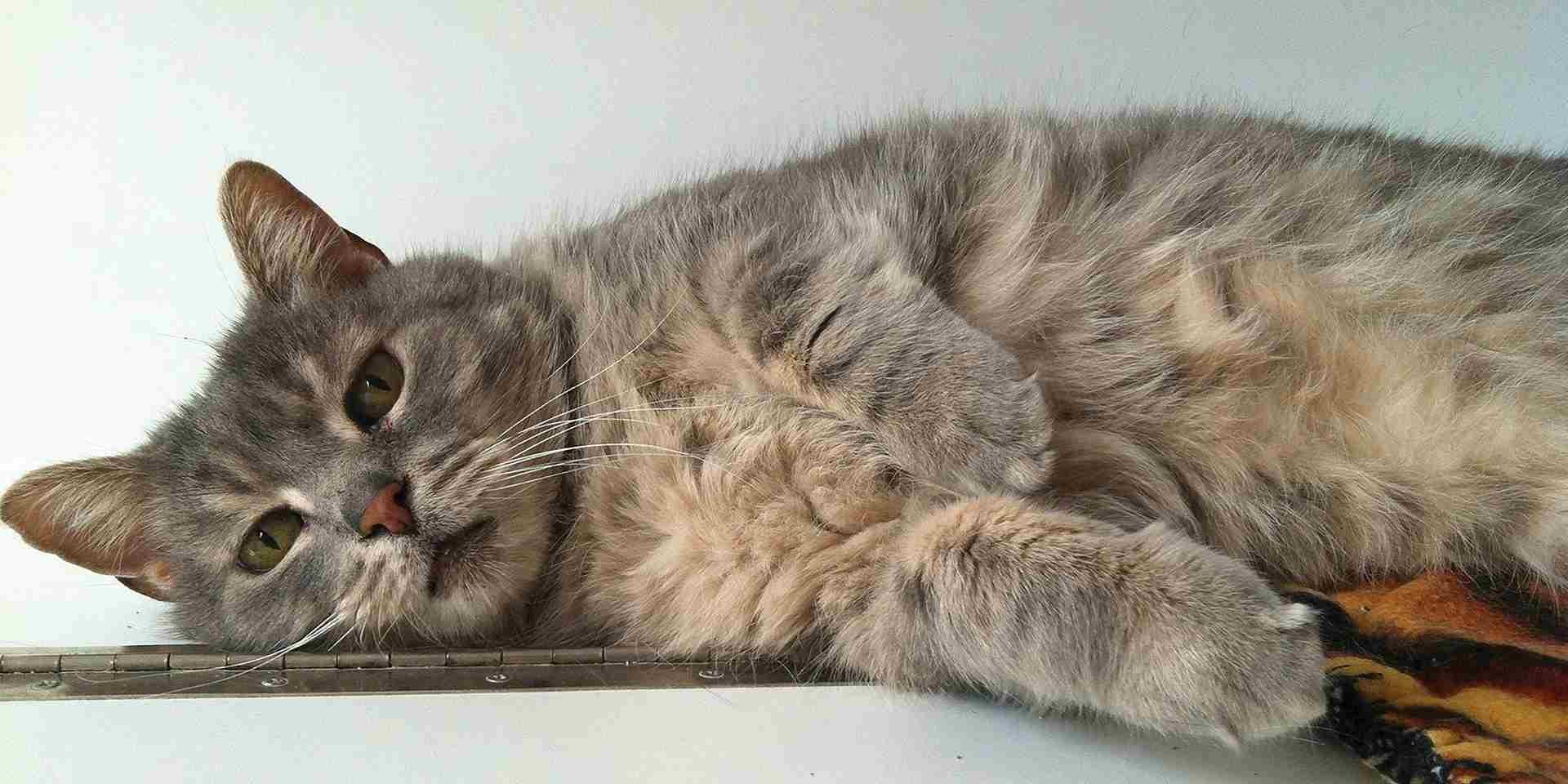 Si como tutor piensas “Mi gato no puede orinar”, debes saber que puede haber varias causas. Michi indispuesto