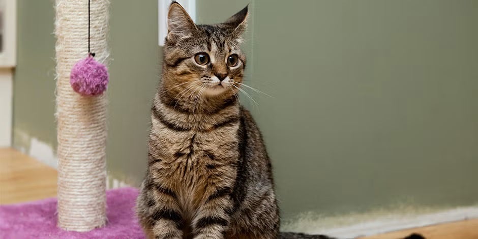 Gatita sentada junto a su torre. Nombres para gatas.