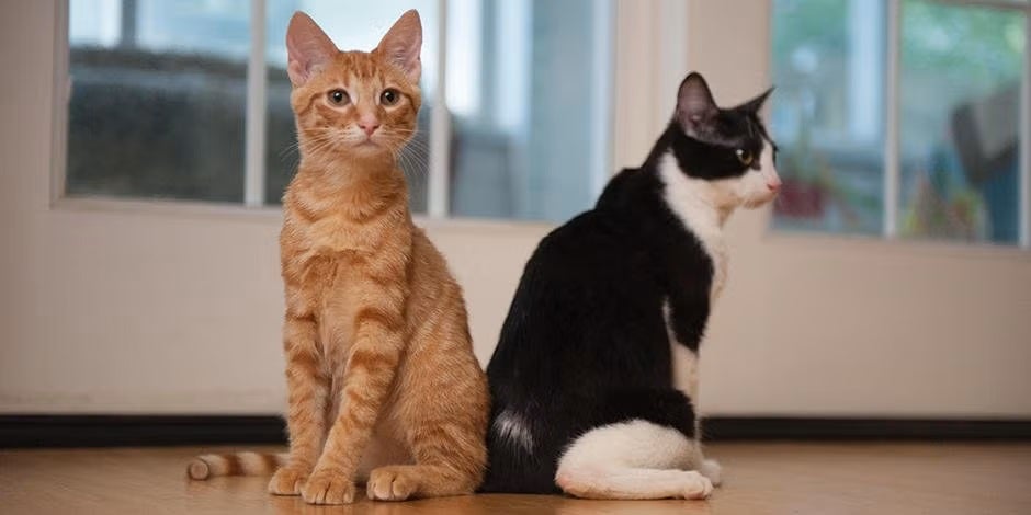 Hay opciones de nombres para gatas de cualquier índole. Algunas más comunes que otras. Conoce algunas con PURINA®.