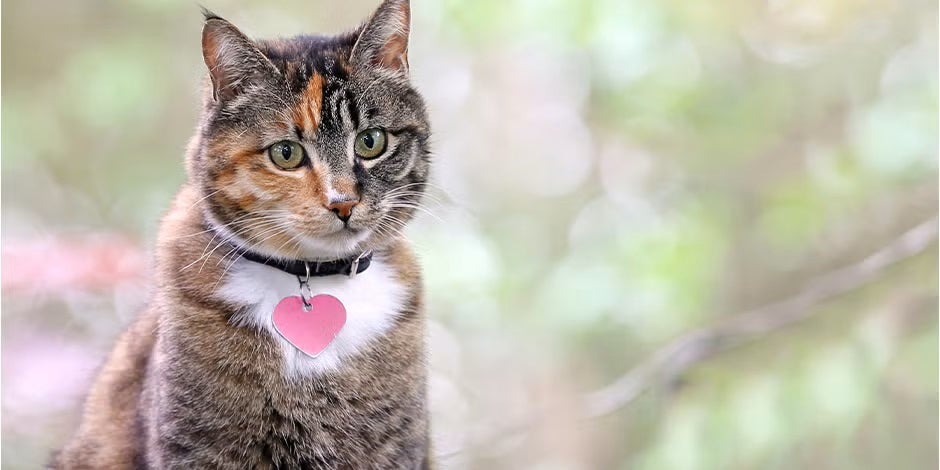 Encuentra acá los nombres para gatas más llamativos para tu michi. Gatita con collar de corazón.
