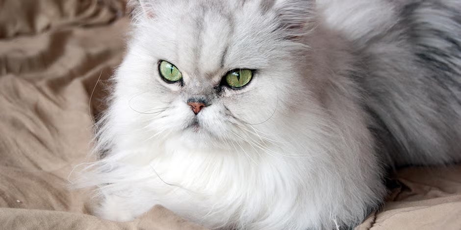 Nombres para gatos. Persa de ojos verdes sentado.