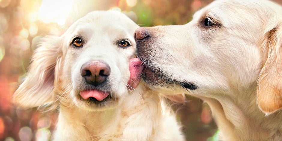 Pareja de retrievers. Los nombres para perritas favorecerán la convivencia en casa.