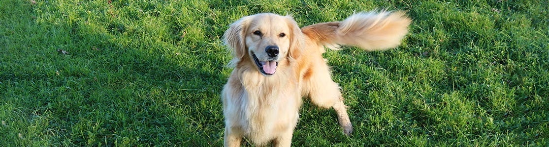 Aprende por qué los perros mueven la cola