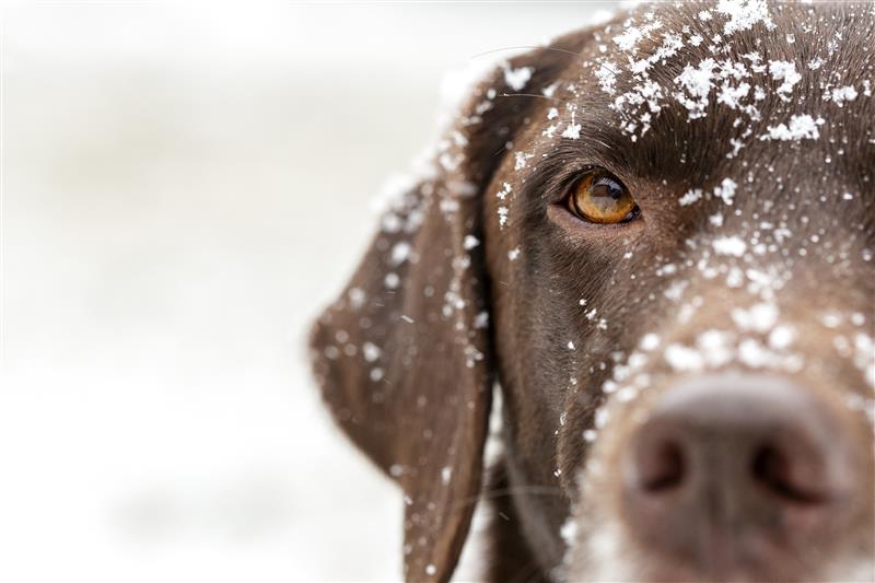 Labrador mostrando su ojo en la nieve. Aprende cómo ven los perros.