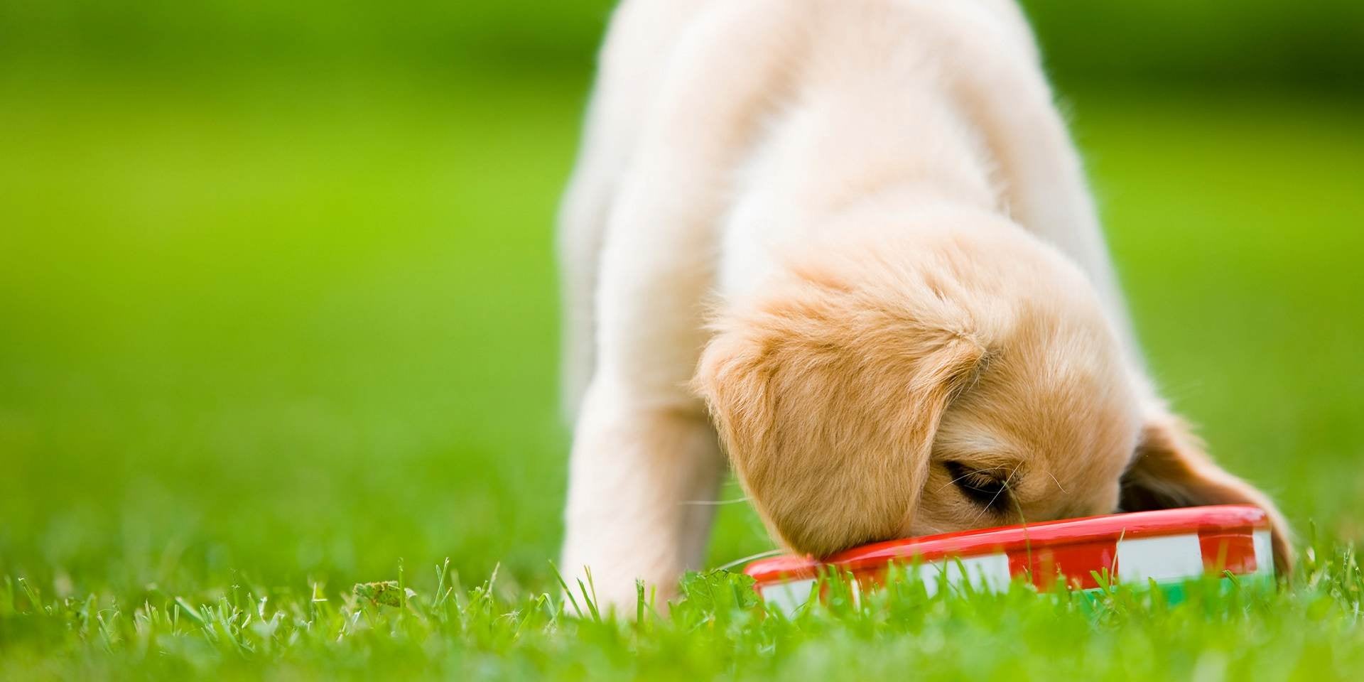 Una adecuada nutrición es clave para prevenir el mal aliento en perros. Cachorro comiendo.