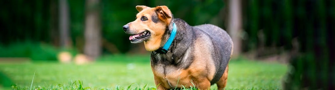 ¿Perro gordo? Lo que debes saber del sobrepeso en perros
