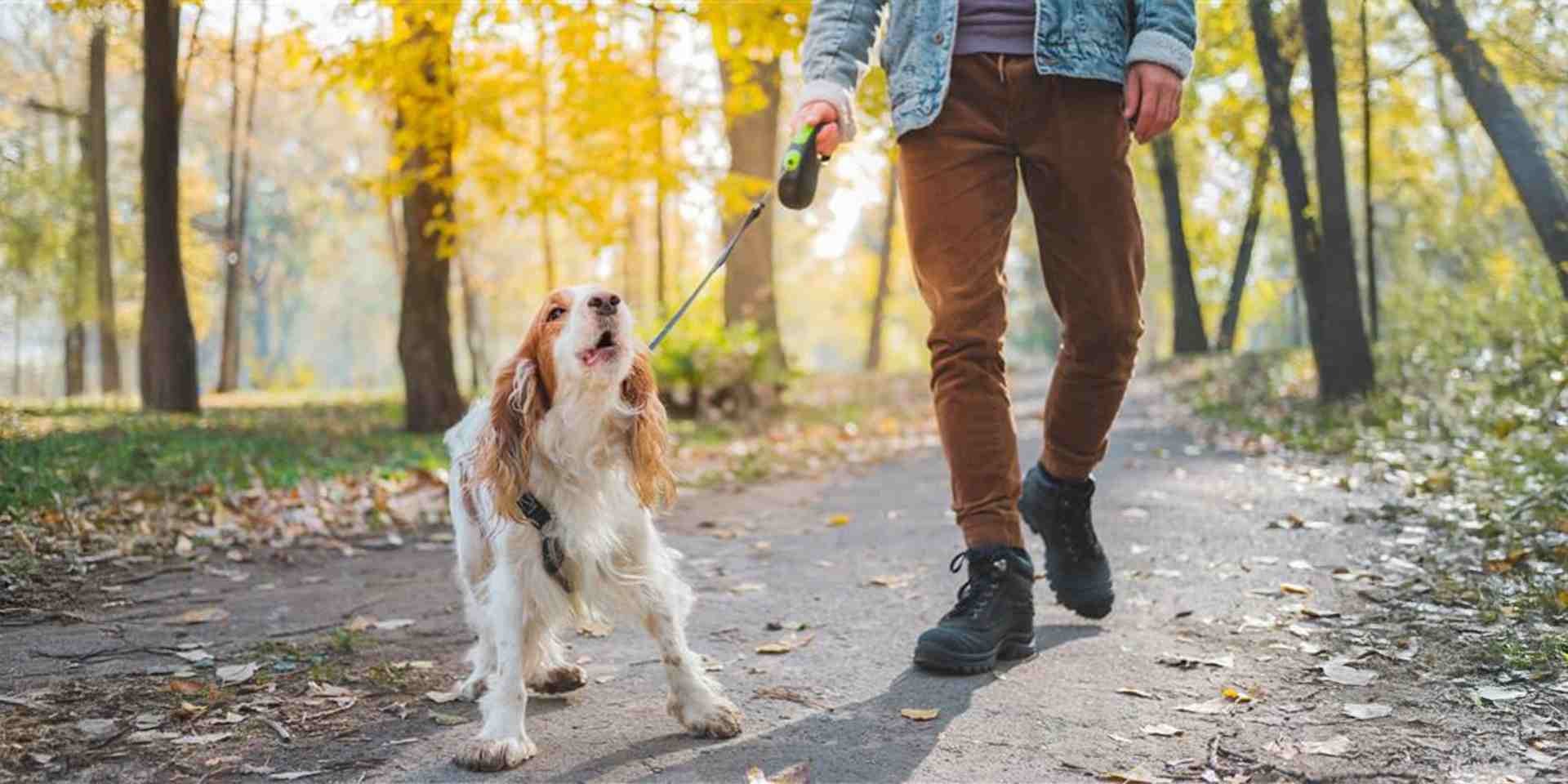 Un perro agresivo ladrando incómodo, mientras pasea junto a su tutor.